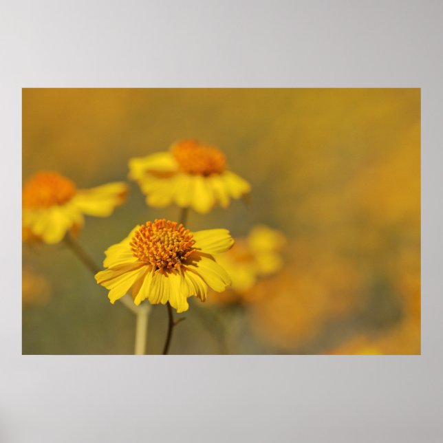 Póster Impressão: Flores Brittlebush (Frente)