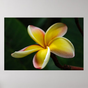 Poster Impressão: Plumeria #3