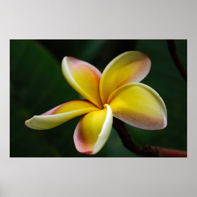 Poster Impressão: Plumeria nº 3 (Frente)