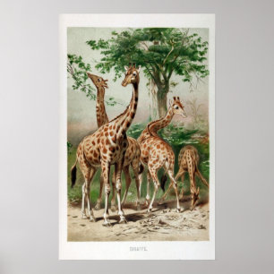 Poster Impressão/poster da ilustração do girafa do