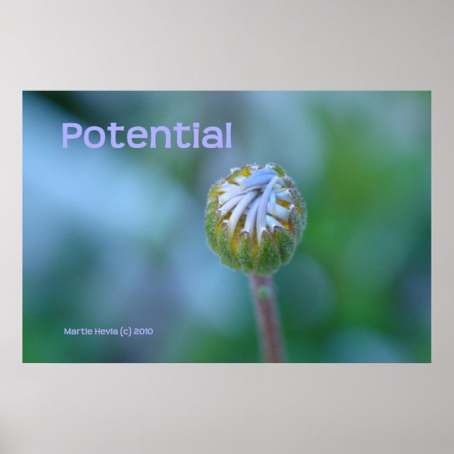Póster Impressão/Poster do Blue Daisy Bud - "Potencial" (Frente)