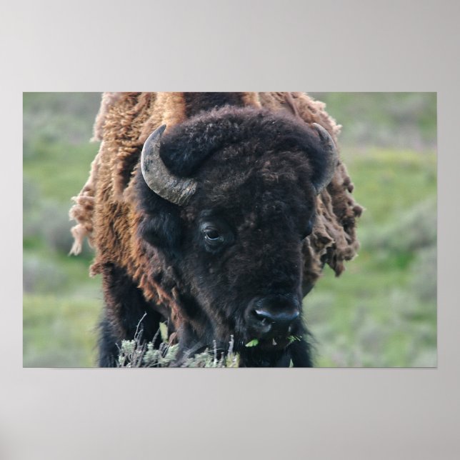 Póster Impressão: Retrato de Bison (Frente)