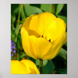 Poster impressão, TULIPAS AMARELAS, HÍACINTOS ROXOS,FOLHA