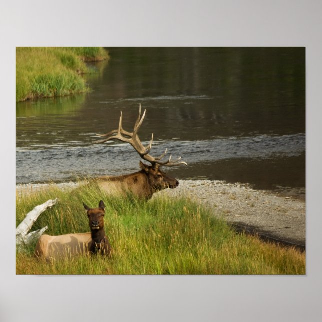 Póster Impressos Yellowstone Mates (Frente)