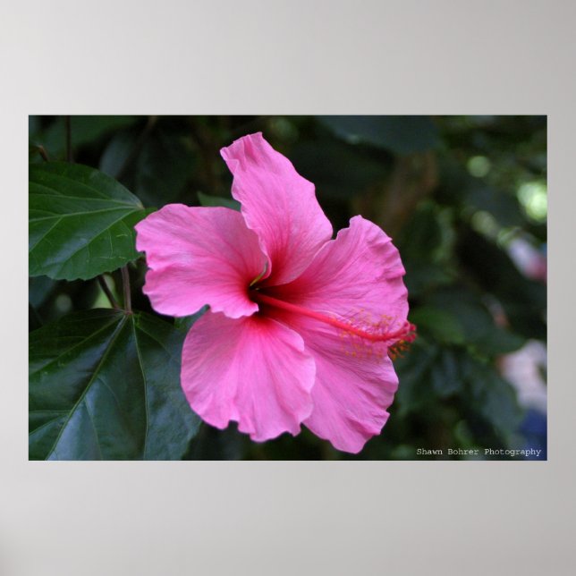 Póster In Bloom (Frente)