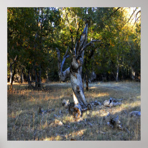 Poster In the Forest....