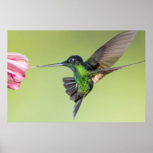 Poster Inca Hummingbird surpreendente