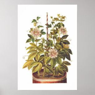 Poster Incarnata do Passiflora