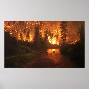 Poster Incêndio florestal - cervo