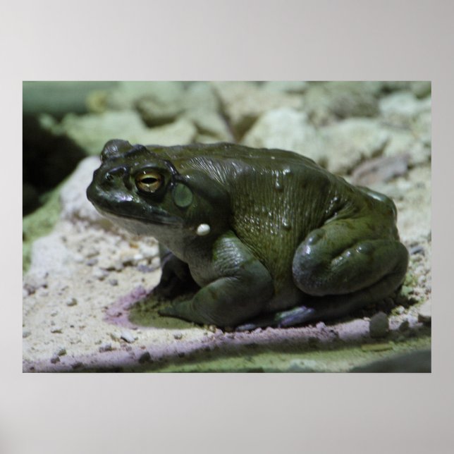 Póster Incilius alvarius (Frente)