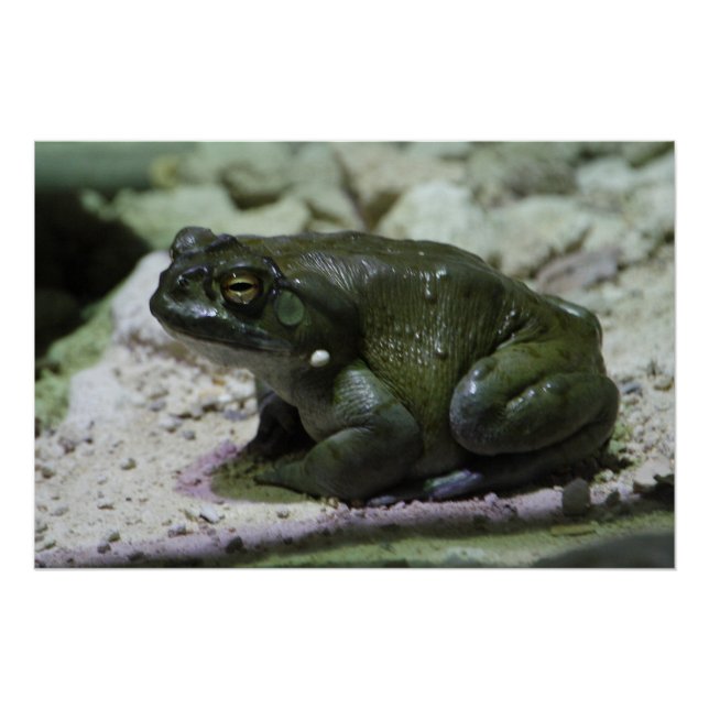 Póster Incilius alvarius (Frente)