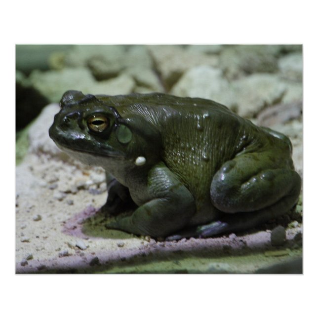 Póster Incilius alvarius (Frente)