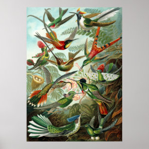 Póster Incrível cobaias Imagem de Ernst Haeckel