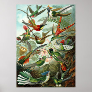 Poster Incrível cobaias Imagem de Ernst Haeckel