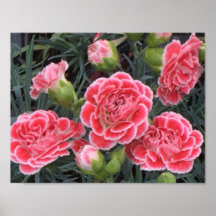 Póster Incrível Dianthus
