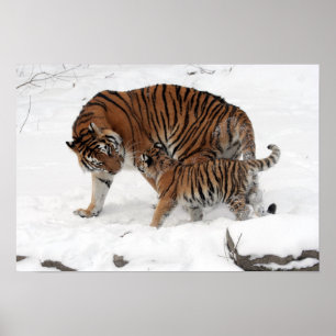 Poster Incrível Tigre com seu Cubo na neve