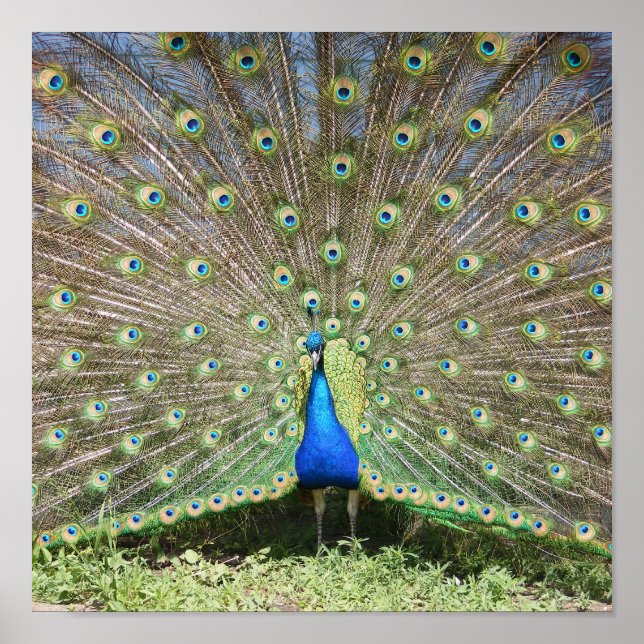 Poster Índia Blue Peacock (Frente)