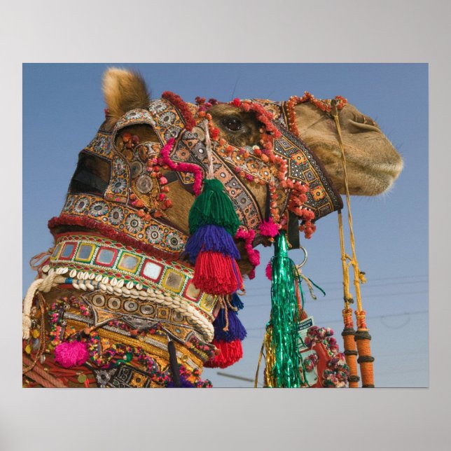 Póster ÍNDIA, Rajasthan, Pushkar: PUSHKAR CAMEL FAIR, (Frente)