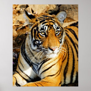Póster Índia, Sawai Madhopur, Ranthambore Nacional