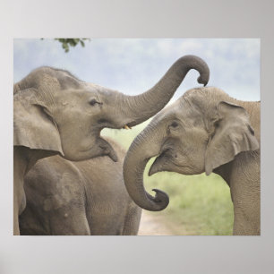 Póster Indian Asian Elephants play Fighting