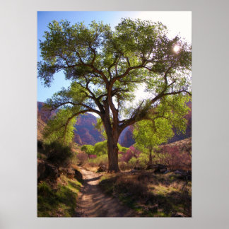 Poster Indian Garden