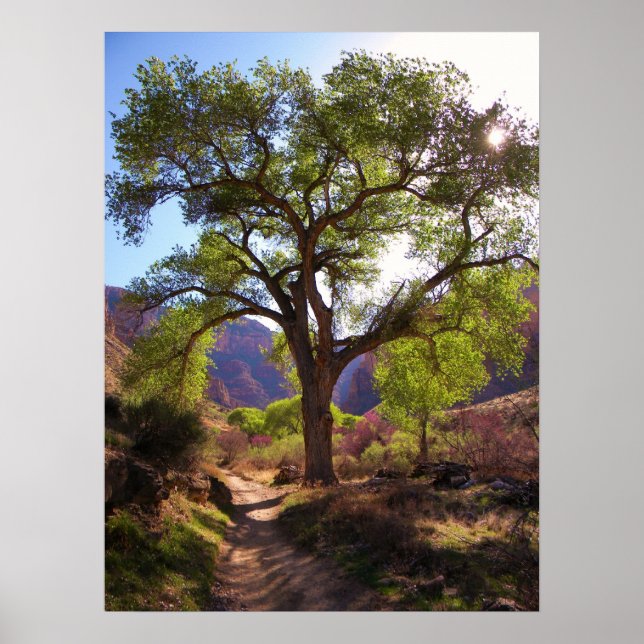 Poster Indian Garden (Frente)