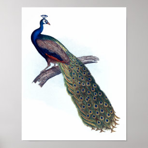 Póster Indian peacock