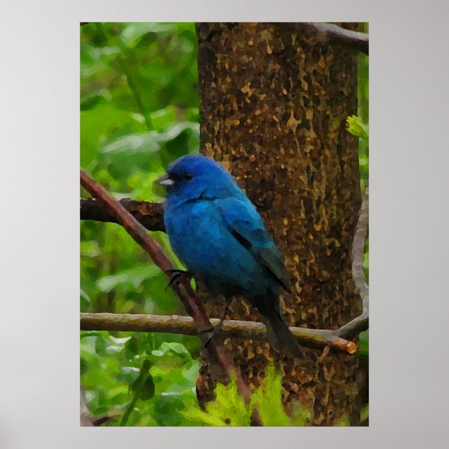 Poster Indigo Bunting (Frente)
