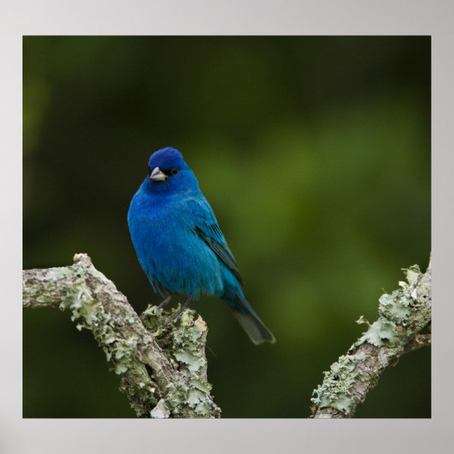 Poster Indigo Bunting, Passerina cyanea, Costeira (Frente)