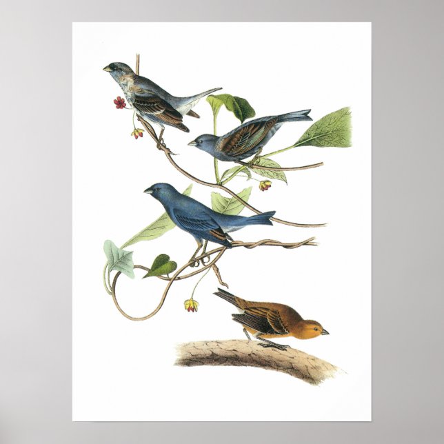 Poster Indigo Bunting por Audubon (Frente)