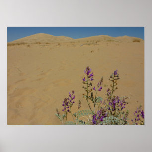 Poster Índigo Bush do Mojave e dunas de Kelso