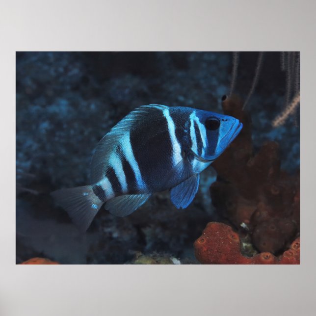 Poster Indigo Hamlet (Frente)