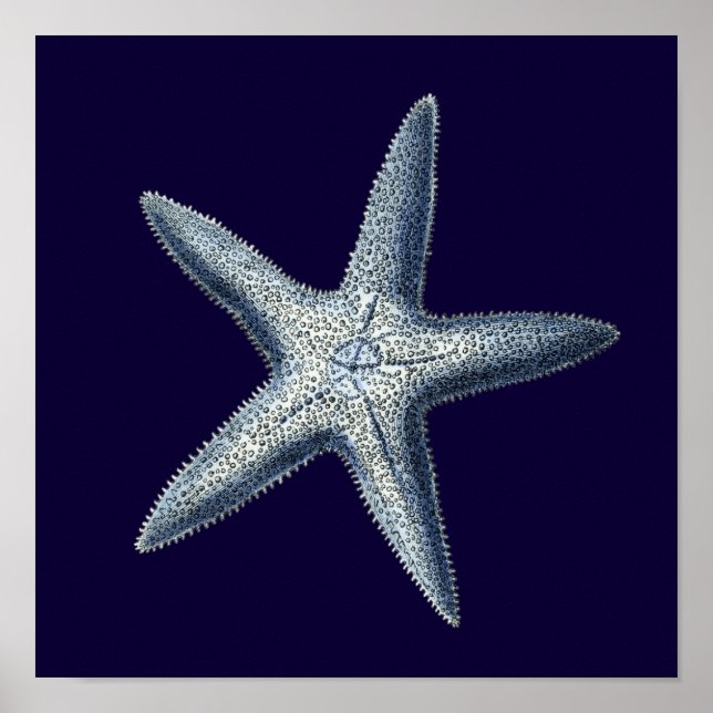 Póster Indigo Shells IV (Frente)