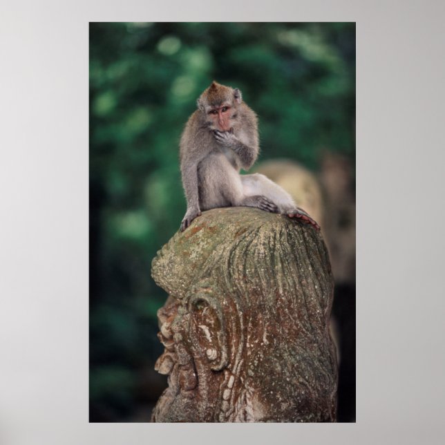 Póster Indonésia, Bali, Ubud, Macaque 2 de cauda longa (Frente)