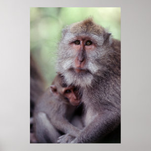 Póster Indonésia, Bali, Ubud, Macaque de cauda longa 1