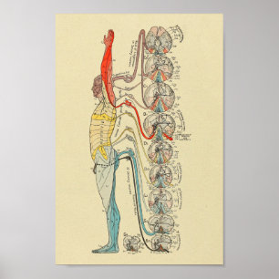 Poster Inervação Sensorial Nervos Gráfico de Anatomia Méd