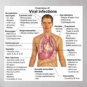 Poster Infecções virais e a carta involvida da espécie