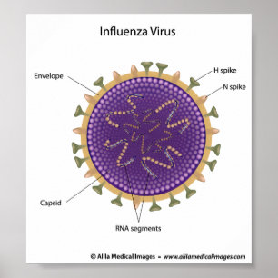 Póster Influenza virus, labeled drawing.