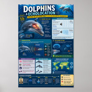 Poster Infográfico de Golfinhos