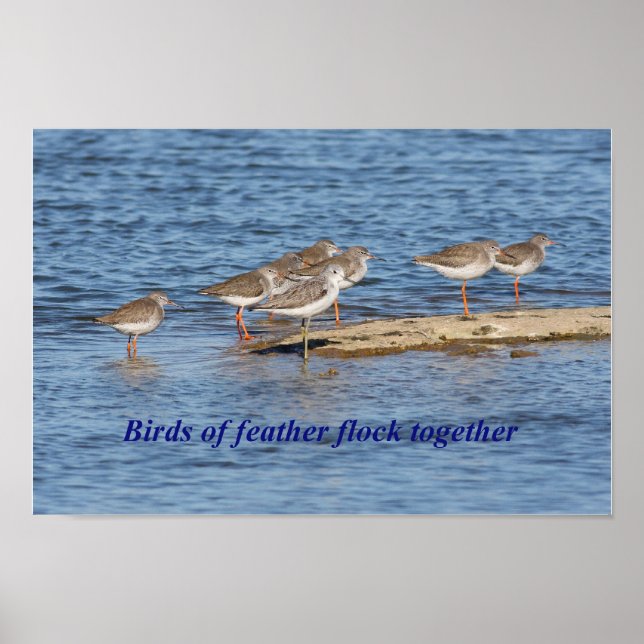 Poster Inglês Bird Proverb (Frente)