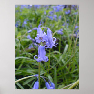 Póster Inglês Bluebells