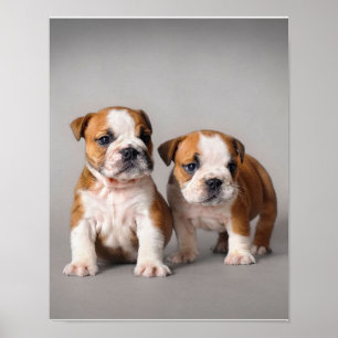 Poster Inglês Bulldog Puppies  Bulldog Casal