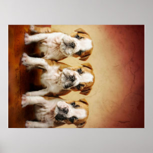 Poster Inglês Cachorros de Bulldog Realmente Bonitos