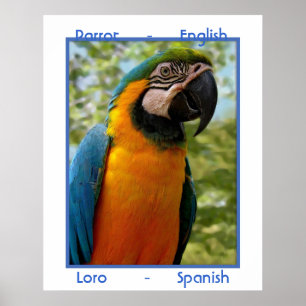 Póster Inglês do papagaio, espanhóis de Loro
