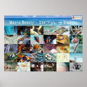 Poster Inglês: Macro Beauty - Shellfish - em Siquijor
