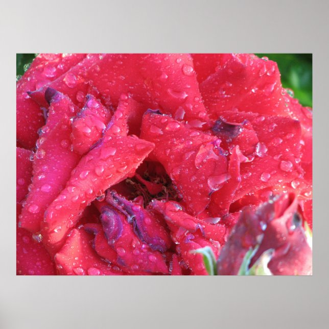 Poster Ingrid Bergman Hybrid Tea Rosa 038 (Frente)