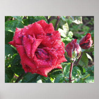 Poster Ingrid Bergman Hybrid Tea Rosa e Buds 036