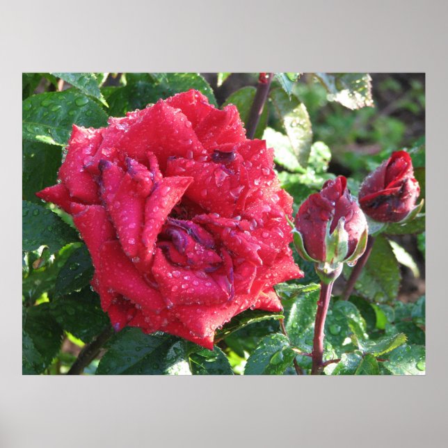 Poster Ingrid Bergman Hybrid Tea Rosa e Buds 036 (Frente)
