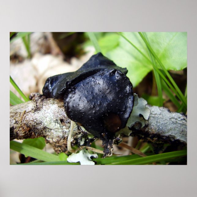 Poster Inquinans da Bulgária (Frente)