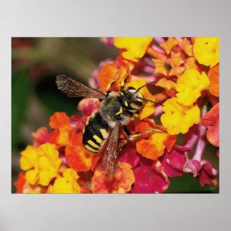 Póster Insect Autumn